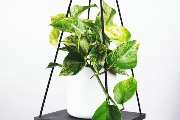 西甲联赛巴塞罗那队球员庆祝进球的精彩时刻